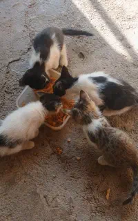 ۲تابچه گربه