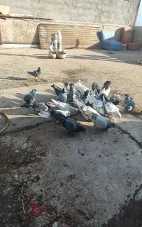 کبوتر