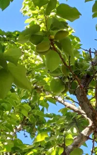 ا۱ستخدام مسعول فنی رشته کشاورزی گرایش خاک