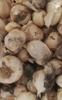 موسیر کوهی مناسب بذر یا خوردن