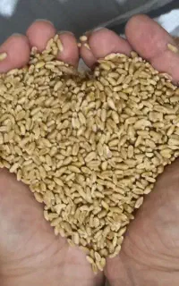 بذر گندم