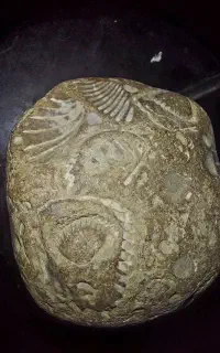 فسیل چند صدف و جانور آبزی