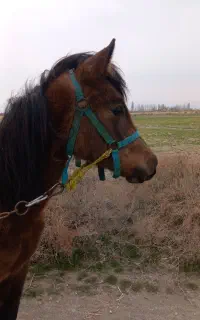 کره اسب مادیان