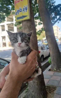 واگذاری بچه گربه