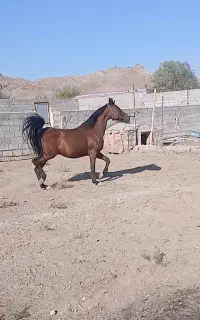 اسب مادیان زیبا به رنگ کهر (آبستن 6 ماه)
