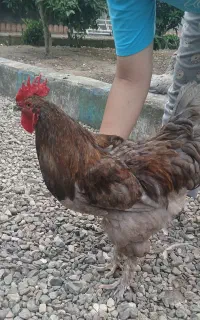فروش خروس بالغ