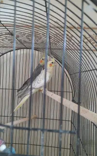 عروس هلندی