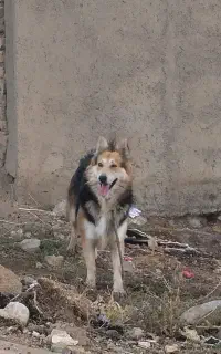 سگ ژرمن