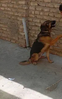 واگذاری