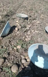 کارگر کشاورزی