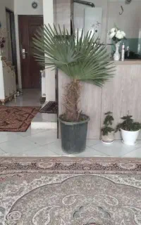 نخل پالم
