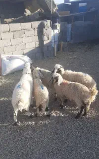 بره