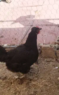 مرغ رسمی تخم
