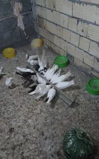 میناب