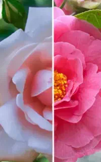 گل ملی شاخه ای