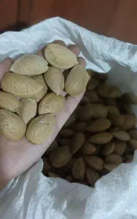 بادام تلخ