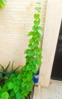 گل پیچک قلبی(رونده برگ درشت و قلبی)