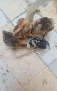 جوجه برهماوسلطان