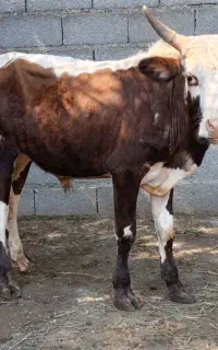 ورزا کوله چالوسی گاو نر کل محلی