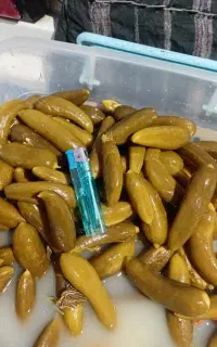 خیارشور محلی ب شرط