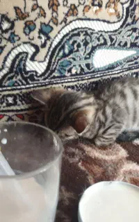نوزاد گربه بسرپرستی میگیرم
