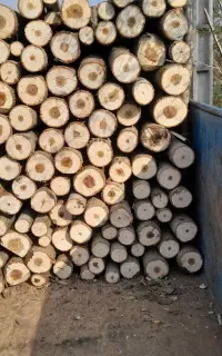 خرید چوب عمده صنوبر درخت جنگلی محوطه عمده پالت
