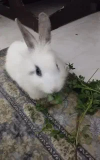 این خرگوش لوپ ماده بفروش می‌رسد