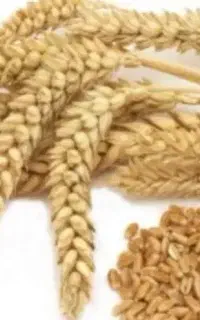 سبوس دامی  عمده