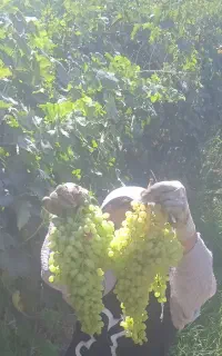 انگور برای تازه خوری و دوشاب