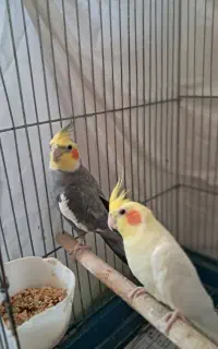 عروس هلندی مولد