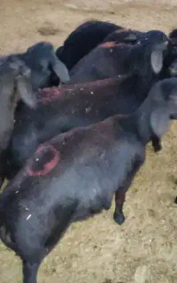 بره قره قزل