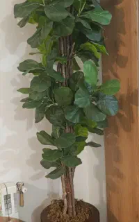 درخچه تزئینی
