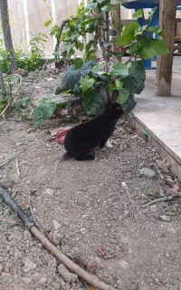 خرگوش