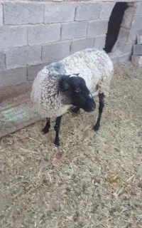 میش رومانف و بره لاکن