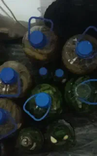 خیارشور ویژه واعلا