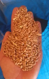 گندم سیروان