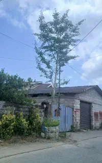 ژینگوی ۶متری،،مطبق،،ودرخت جنگلی واگاو  جعبه ۳۵