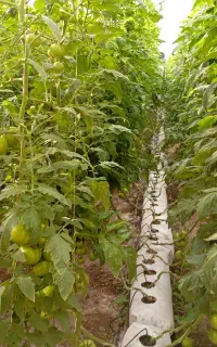 یک خانواده جهت کار در گلخانه