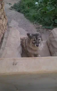 سگ پاکوتاه ماده