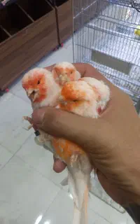 قناری موزاییکی اورجینال