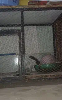 قفس بزرگ آهنی