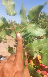 پیونددرخت پسته صدرصدتضمینی باتجربه بیست ساله