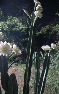 گل وگیاه