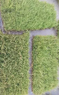 بذر برنج هلال