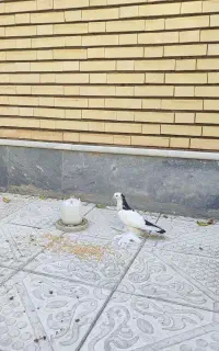کبوتر بوینی گولی