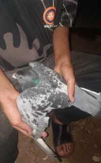 کبوتر مسافتی