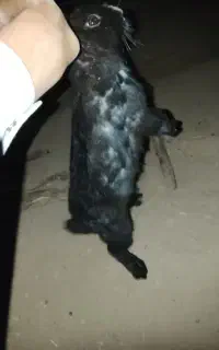 خرگوش
