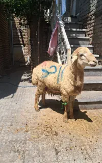 ذبح شرعی واسلامی