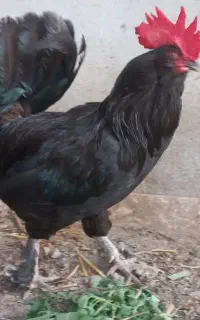 خروس مرندی اصل و گلین