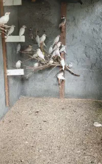 فنج نرگسی